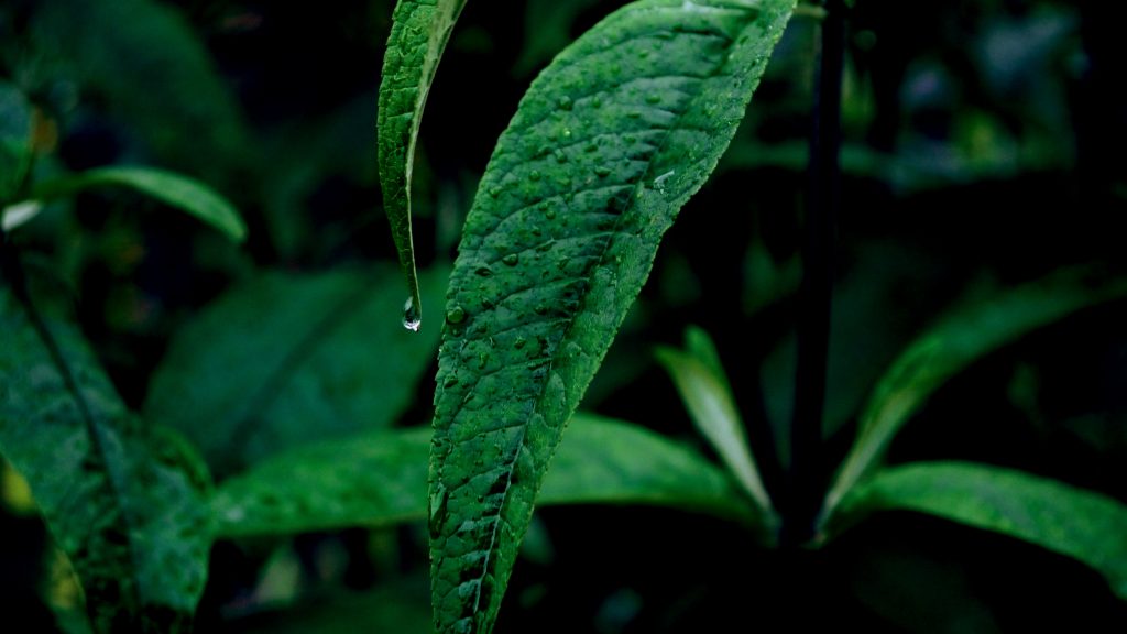 A photo of verdant leaves during a light rain, focusing in particular on a cluster of leaves in the center that are deep green with droplets of water clinging to their edges and rivulets of water cascading down their center. The second leaf in the cluster is smaller and seen almost in profile, so you can see the perfectly-formed raindrop on the very tip of the leaf.