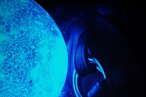 Photo of the Unicorn Novelties hand harness on a dark blanket beside a blue moon lamp providing all the illumination in the photo