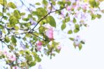 Photo of tiny tree branches with white and pink flowers and green leaves against a pale blue sky in the daytime